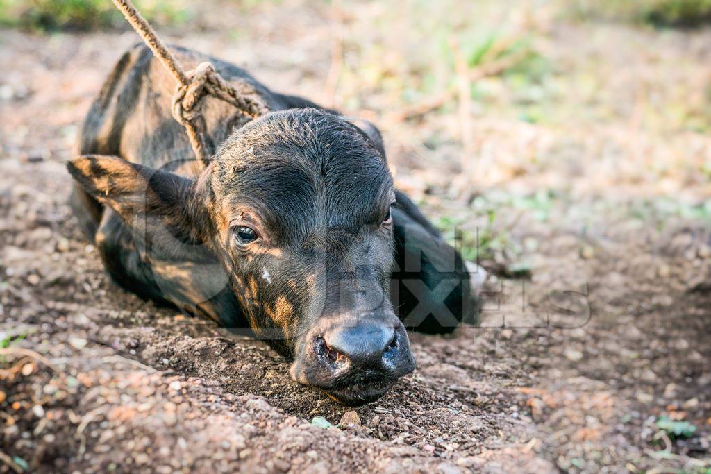 Small baby buffalo calf tied up in an urban dairy on the outskirts of a city