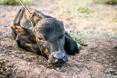 Small baby buffalo calf tied up in an urban dairy on the outskirts of a city