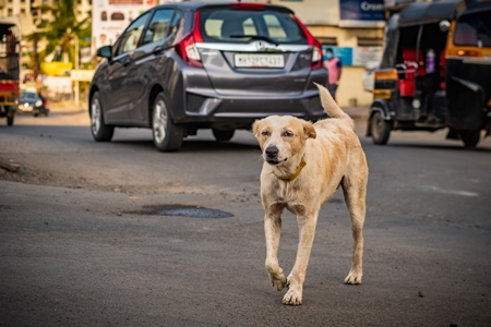 Indian stray or street dog or Indian pariah dog in busy road with traffic in urban city in Maharashtra, India, 2021