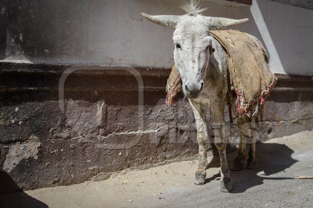 Working Indian donkey used for animal labour to carry construction materials, Jodhpur, India, 2022