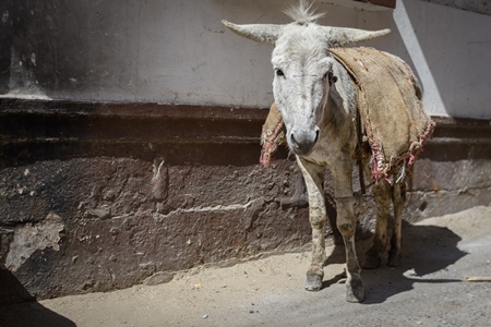 Working Indian donkey used for animal labour to carry construction materials, Jodhpur, India, 2022