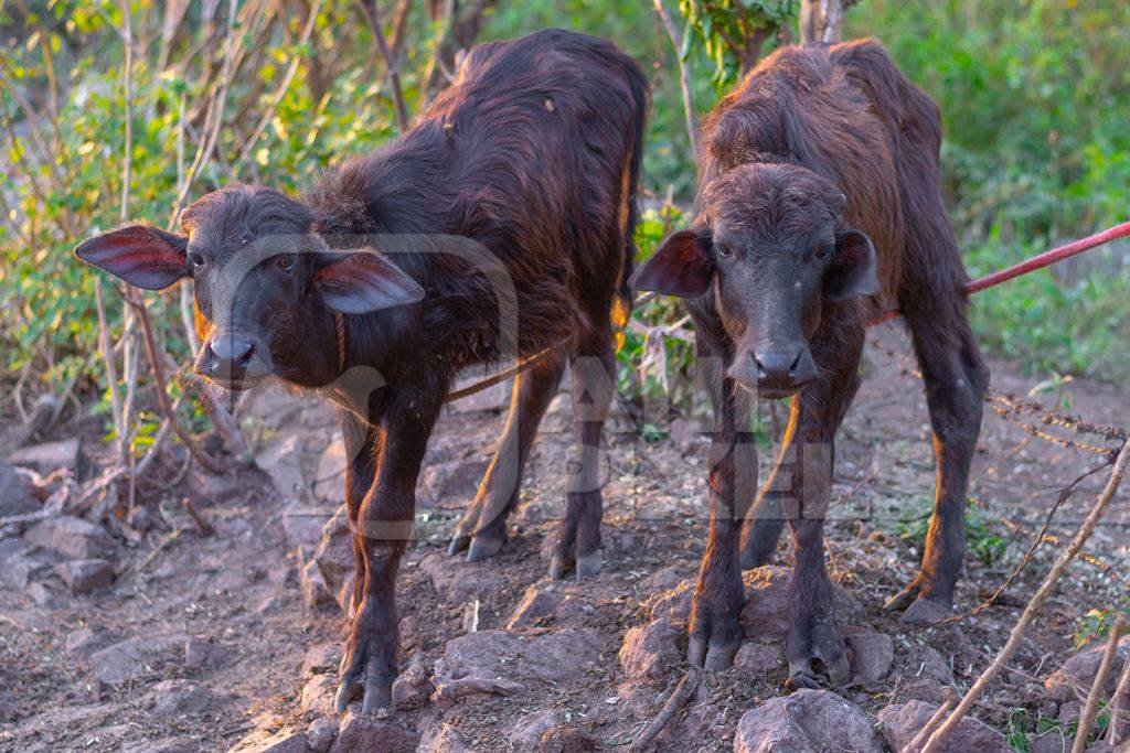 Two small baby Indian buffalo calves tied up in a field on the outskirts of an urban city, India