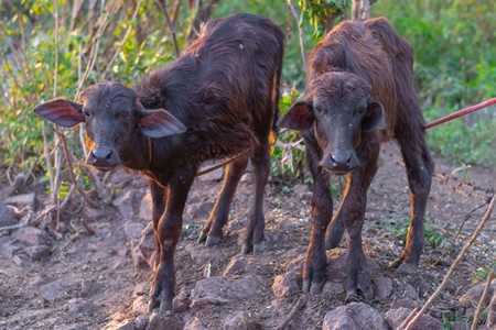 Two small baby Indian buffalo calves tied up in a field on the outskirts of an urban city, India
