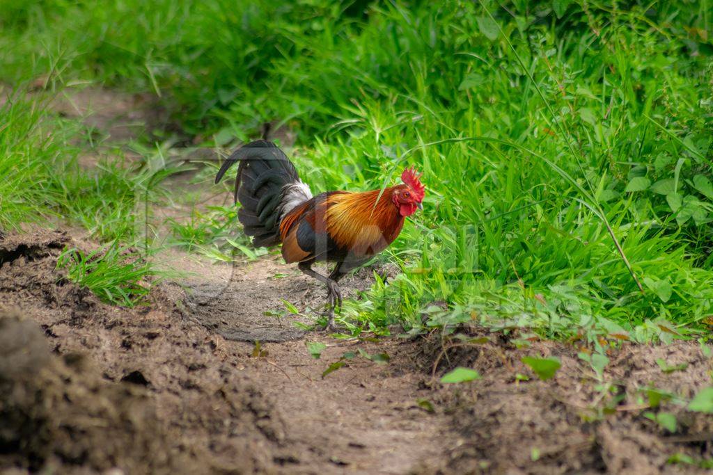 Indian red junglefowl bird in Kaziranga National Park in Assam in India