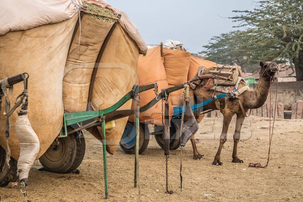 Working camel overloaded with large orange load on cart in Bikaner in Rajasthan