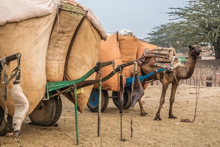 Working camel overloaded with large orange load on cart in Bikaner in Rajasthan