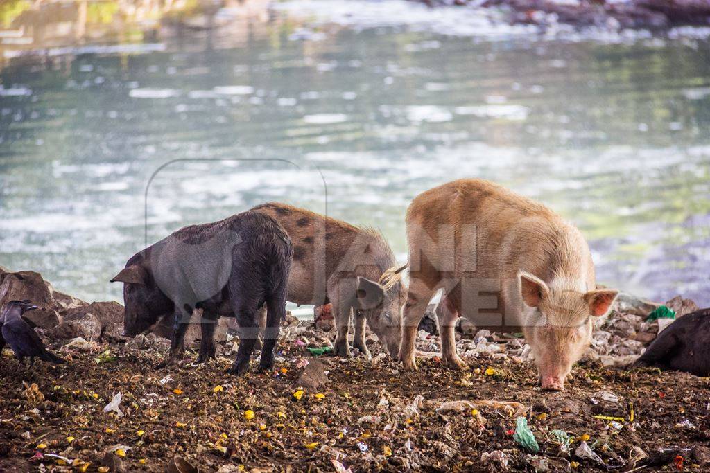 Urban feral city pigs next to river in city in India