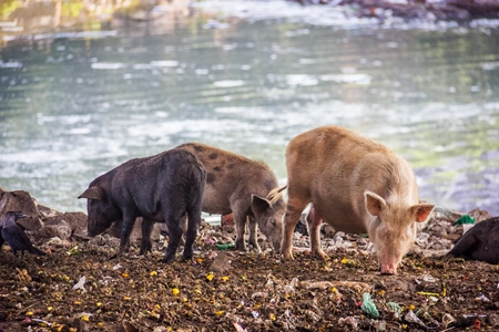 Urban feral city pigs next to river in city in India