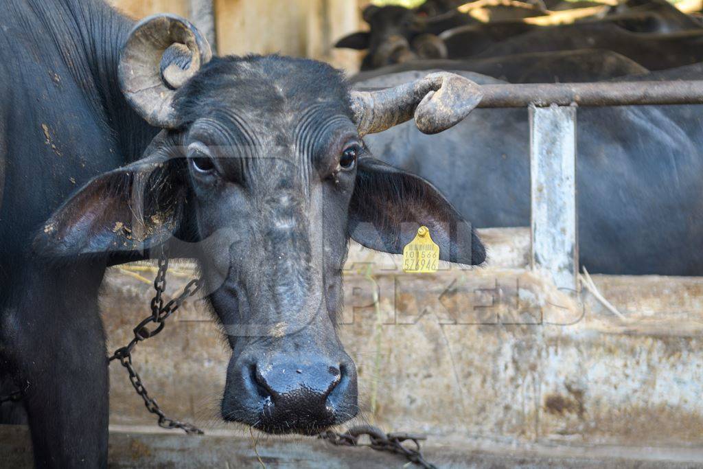 Farmed Indian buffaloes on an urban dairy farm or tabela, Aarey milk colony, Mumbai, India, 2023