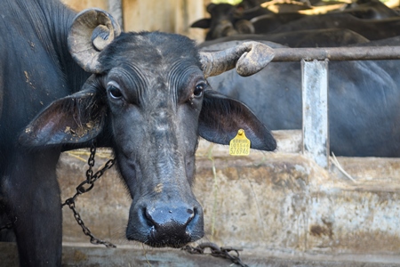 Farmed Indian buffaloes on an urban dairy farm or tabela, Aarey milk colony, Mumbai, India, 2023