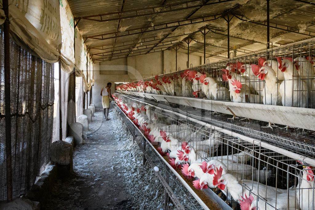 A farmer feeds Indian chickens or layer hens in battery cages on an egg farm on the outskirts of Ajmer, Rajasthan, India, 2022