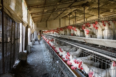 A farmer feeds Indian chickens or layer hens in battery cages on an egg farm on the outskirts of Ajmer, Rajasthan, India, 2022