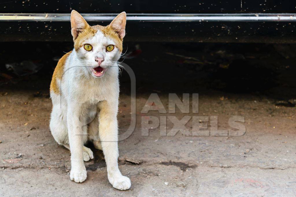 Tortoiseshell and white multicoloured street cat on street in Mumbai