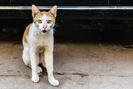 Tortoiseshell and white multicoloured street cat on street in Mumbai