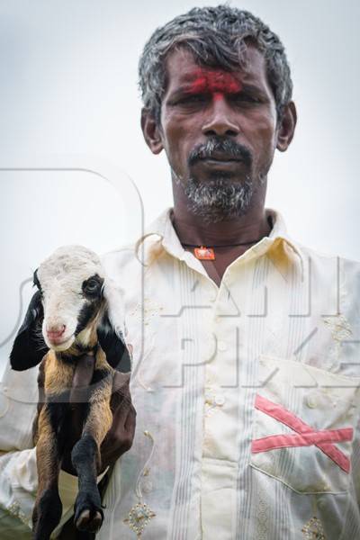 Farmer holding lambs with his herd of sheep in a field in rural countryside