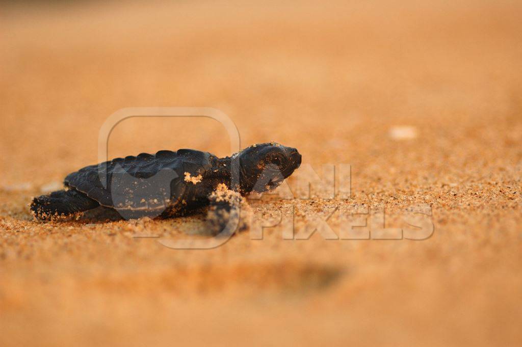 An Olive ridley hatchling reaches the sea from its nest site along the beach.