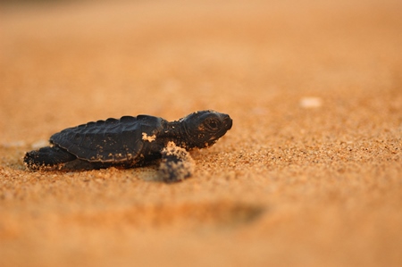 An Olive ridley hatchling reaches the sea from its nest site along the beach.