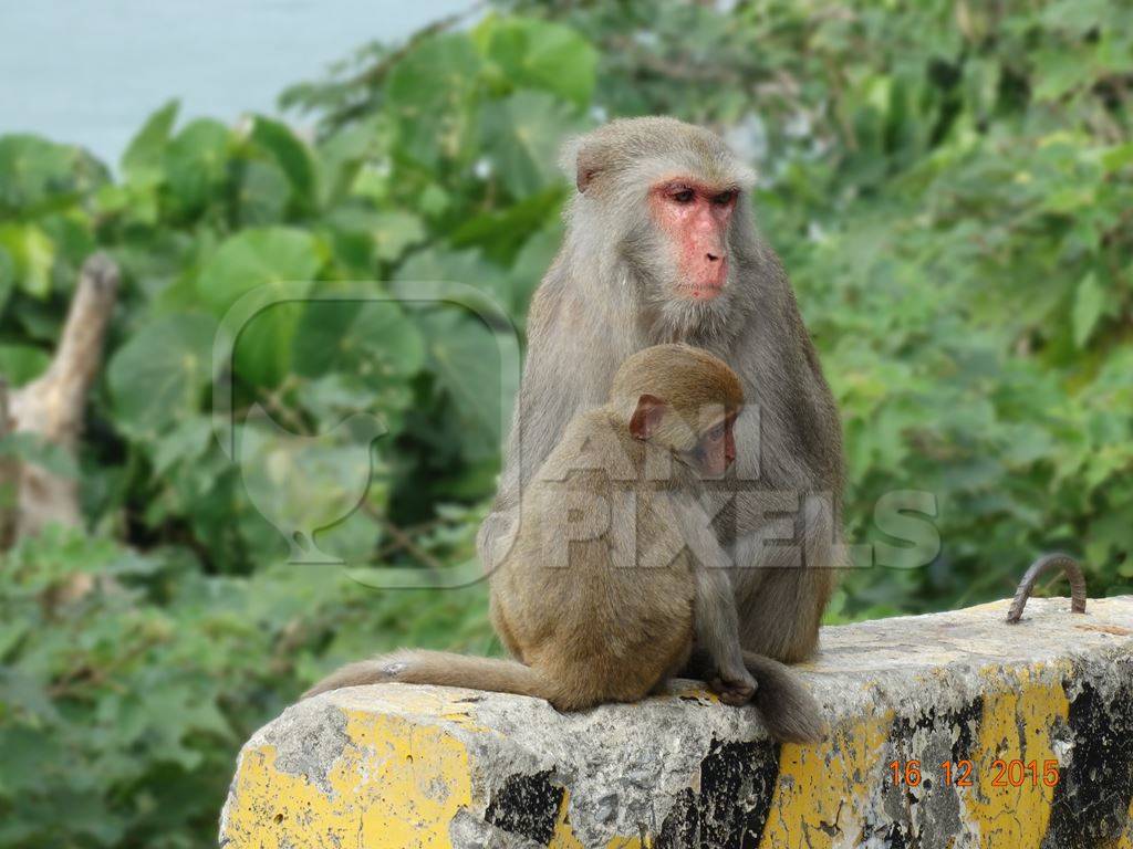 Macaque monkeys sitting on road side barriers
