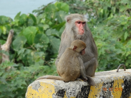 Macaque monkeys sitting on road side barriers