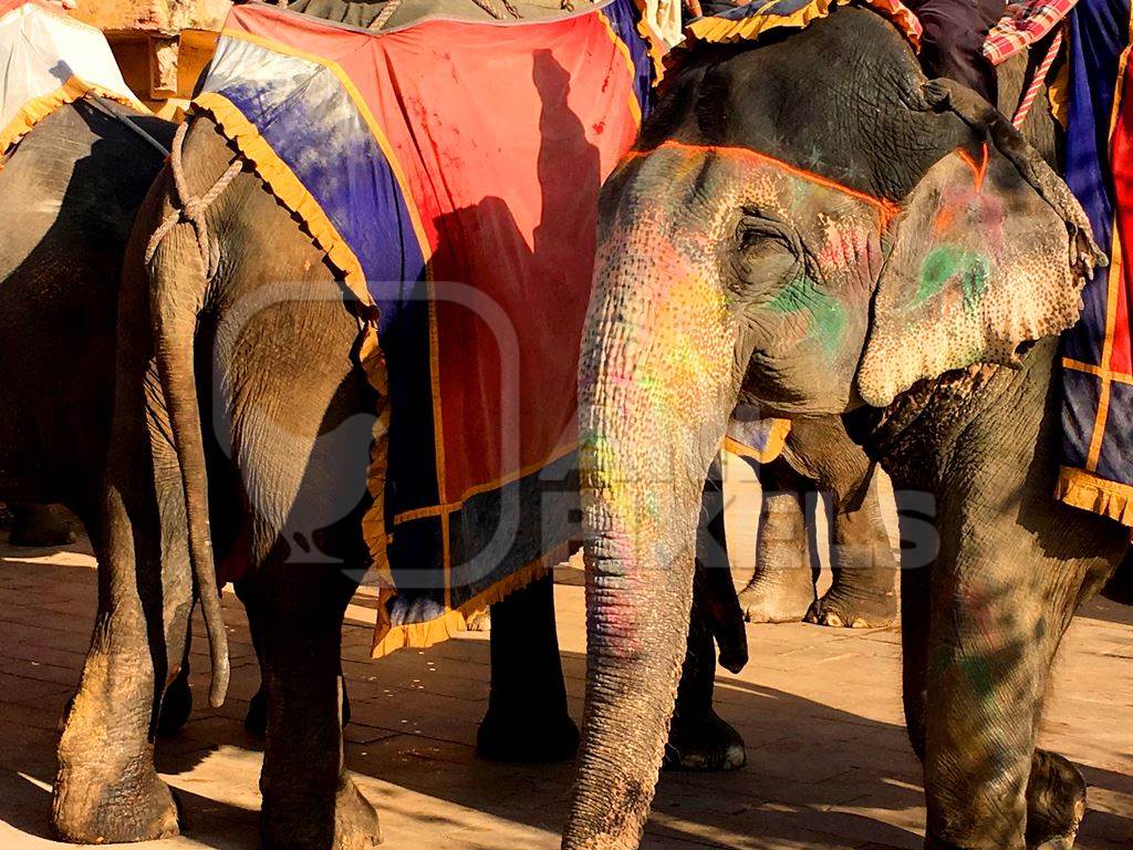 Decorated elephants used for tourist rides for entertainment up to Amber Fort near Jaipur, in Rajasthan in India
