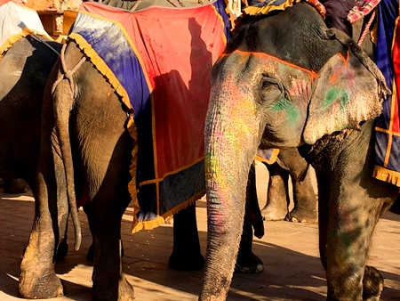 Decorated elephants used for tourist rides for entertainment up to Amber Fort near Jaipur, in Rajasthan in India