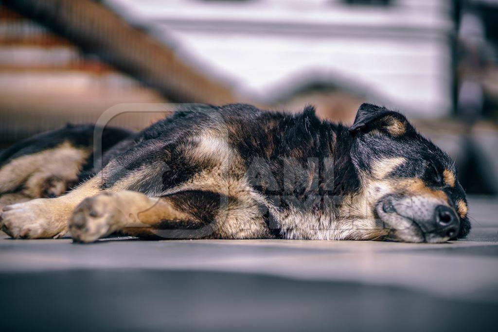 Black and tan dog lying sleeping on street