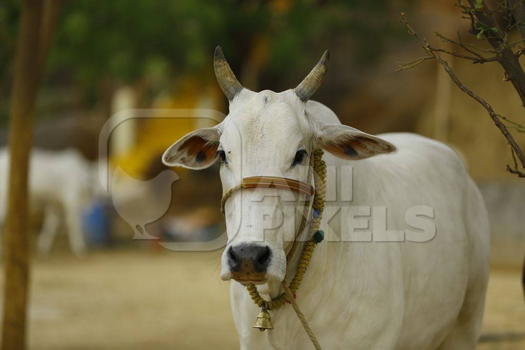 White cow tied with rope on street