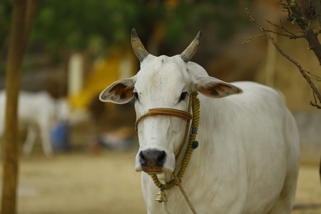 White cow tied with rope on street