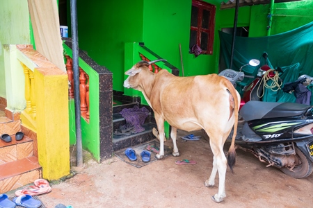 Street cow waiting at house for food, Goa, India