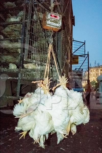 Broiler chickens hanging upside down being unloaded from transport trucks near Crawford meat market in Mumbai