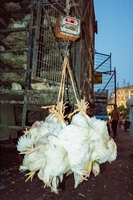 Broiler chickens hanging upside down being unloaded from transport trucks near Crawford meat market in Mumbai