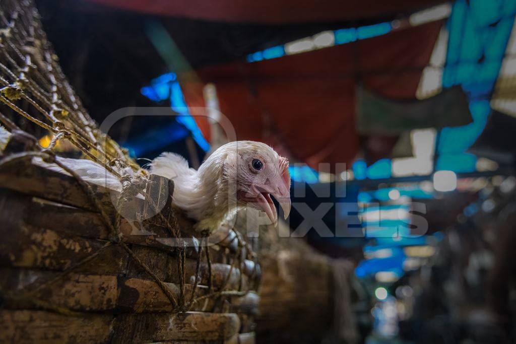 Baskets of chickens at the chicken meat market inside New Market, Kolkata, India, 2022