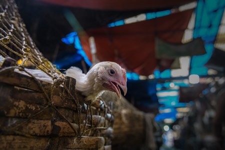 Baskets of chickens at the chicken meat market inside New Market, Kolkata, India, 2022