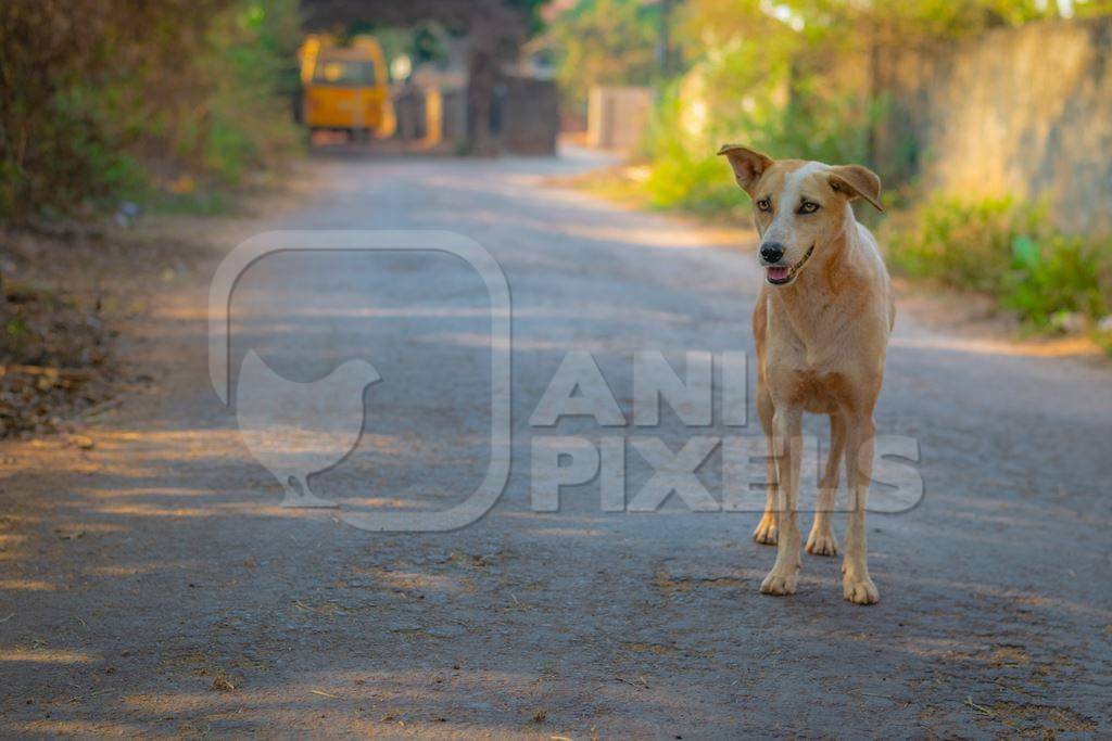 Photo of friendly Indian street or stray dog on road in Goa in India