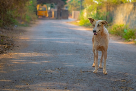 Photo of friendly Indian street or stray dog on road in Goa in India