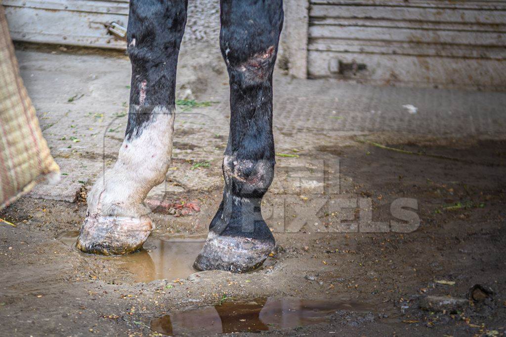 Indian horse with injuries on legs, used to pull carts, Ajmer, Rajasthan, India, 2022