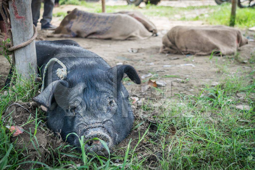 Pigs tied up in sacks and on sale for meat at the weekly animal market