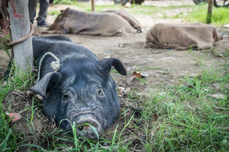 Pigs tied up in sacks and on sale for meat at the weekly animal market