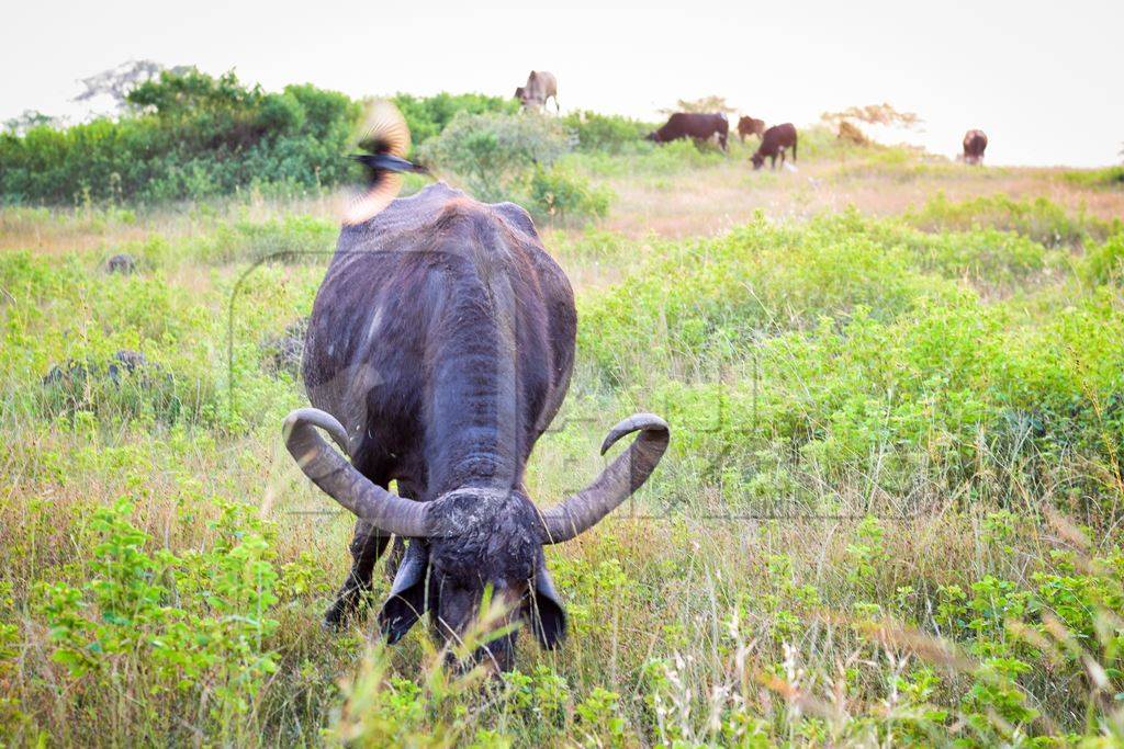Farmed buffaloes in a green field on the outskirts of an urban city