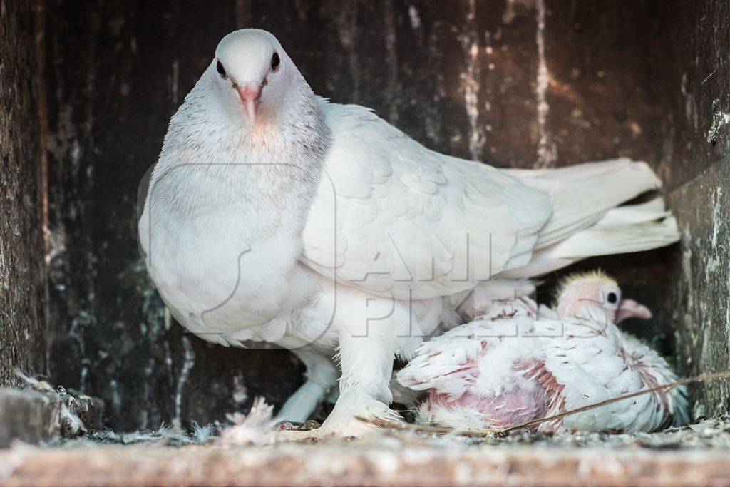 White pet dove or pigeon in Mumbai