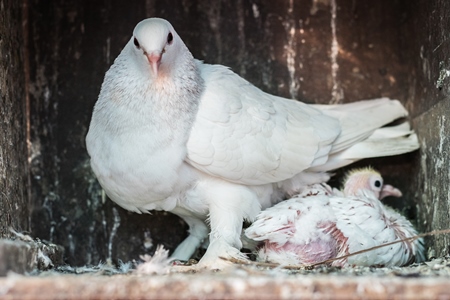 White pet dove or pigeon in Mumbai