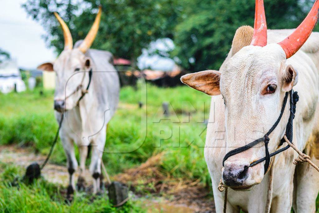 Working bullocks tied up with nose ropes in green field