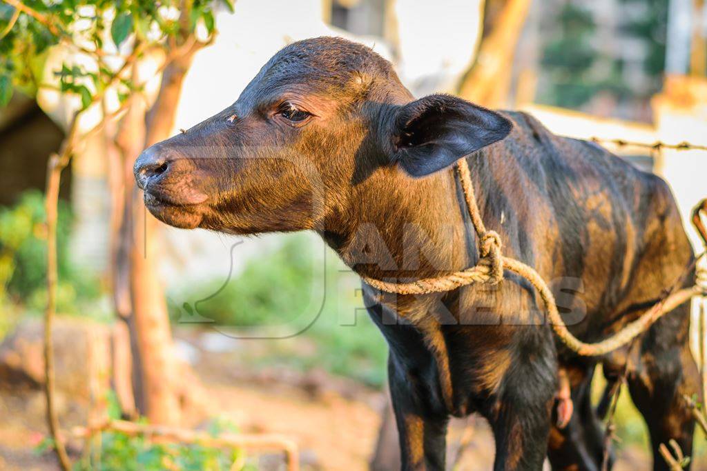 Small baby buffalo calf tied up in an urban dairy on the outskirts of a city