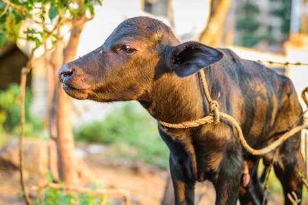 Small baby buffalo calf tied up in an urban dairy on the outskirts of a city