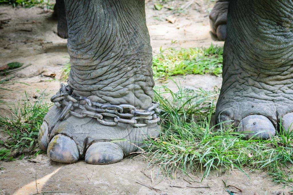 Elephants with chains on legs used for tourist elephant safari rides in Kaziranga National Park