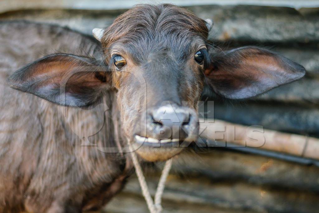 Farmed buffalo calf tied up in an urban dairy in Maharashtra