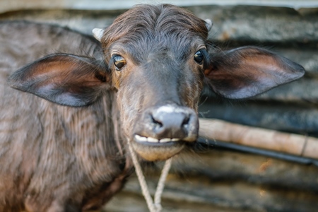 Farmed buffalo calf tied up in an urban dairy in Maharashtra