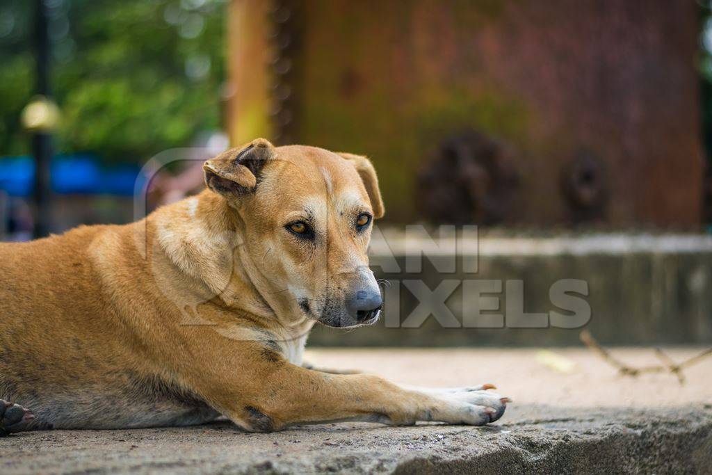 Stray street dog lying on street in city