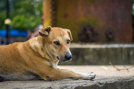 Stray street dog lying on street in city