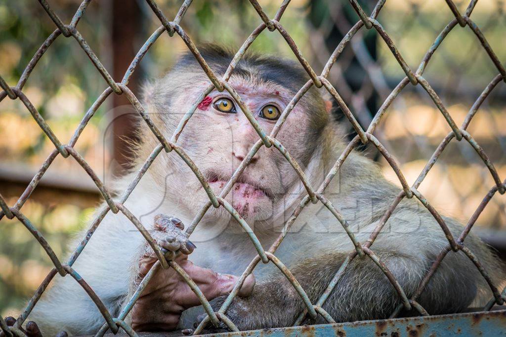 Sad macaque monkey with skin condition looking through fence of cage of Mumbai zoo